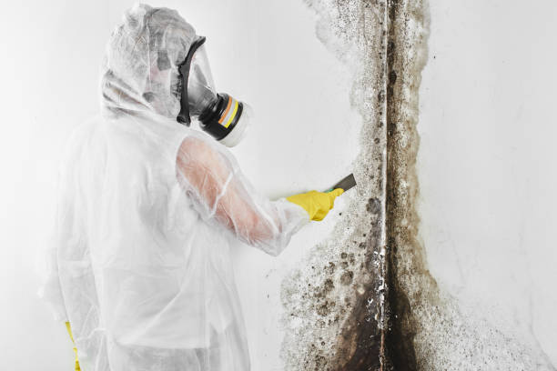 Best Office Mold Removal Services  in Woodsboro, MD
