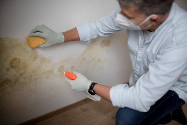 Best Mold Damage Repair  in Woodsboro, MD