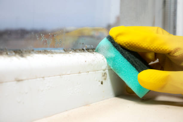 Best Mold Testing  in Woodsboro, MD