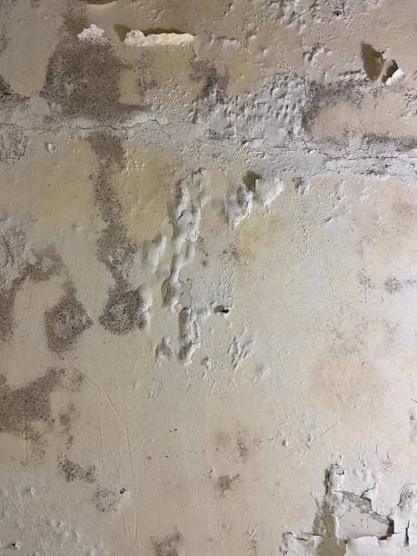 Best Mold Testing  in Woodsboro, MD