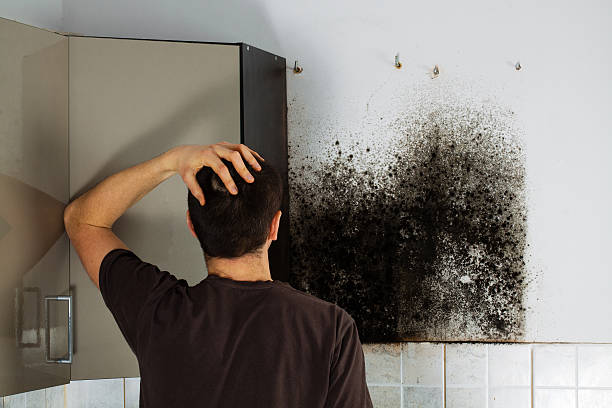 Best Water Damage Restoration  in Woodsboro, MD