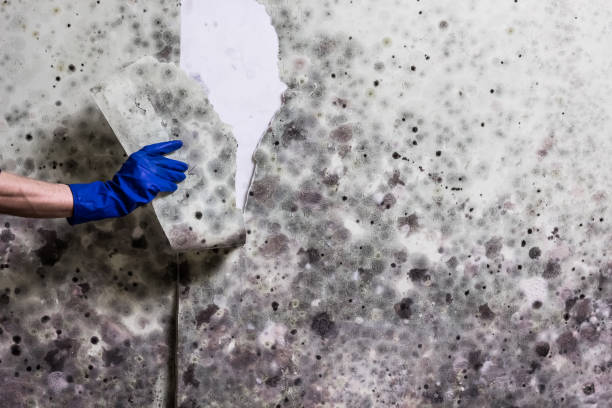 Best Best Mold Removal Companies  in Woodsboro, MD