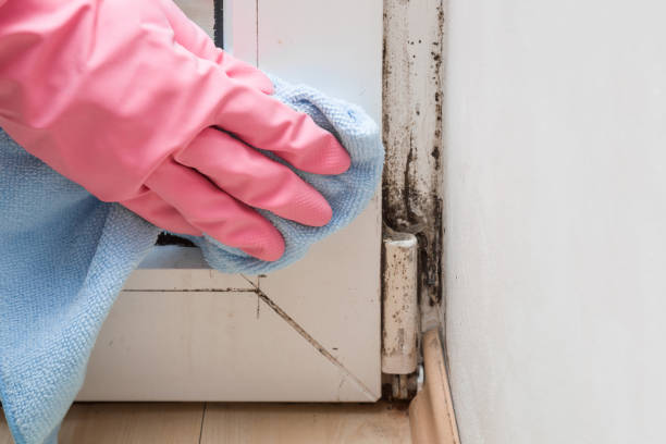 Crawl Space Mold Removal in Woodsboro, MD